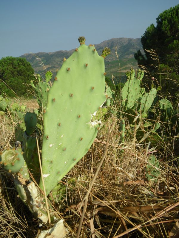 20130727-cactus.jpg