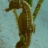 20140806-sagc-plongee_l_herbe_hippocampes-000.jpg