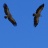 20150331-rando-vautour_fauve.jpg