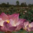 20151220-siem_reap_a_velo-048-Des_nenuphars.jpg